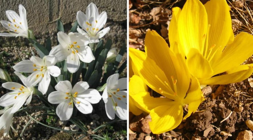 Rare Bulbous Plants of the Family Amaryllidaceae