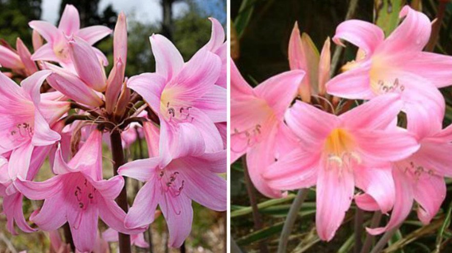 Rare Bulbous Plants of the Family Amaryllidaceae