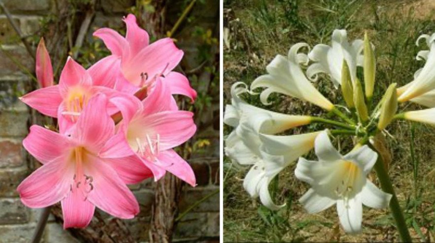 Rare Bulbous Plants of the Family Amaryllidaceae