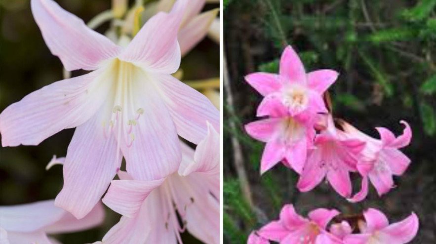 Rare Bulbous Plants of the Family Amaryllidaceae