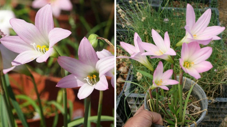 Rare Bulbous Plants of the Family Amaryllidaceae