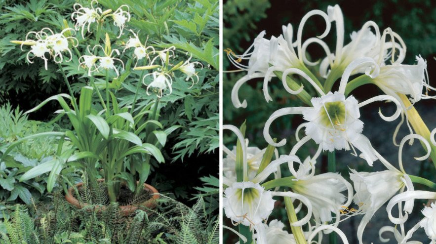 Rare Bulbous Plants of the Family Amaryllidaceae