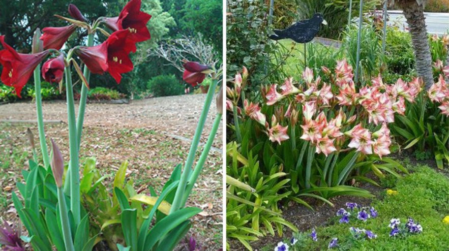 Rare Bulbous Plants of the Family Amaryllidaceae