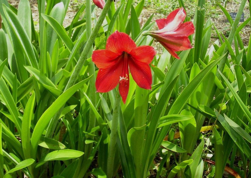 Rare Bulbous Plants of the Family Amaryllidaceae