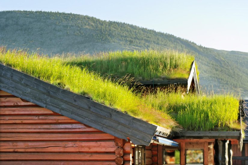 Eco-Friendly Roofing: Stems, Leaves, Algae, Clay and Turf
