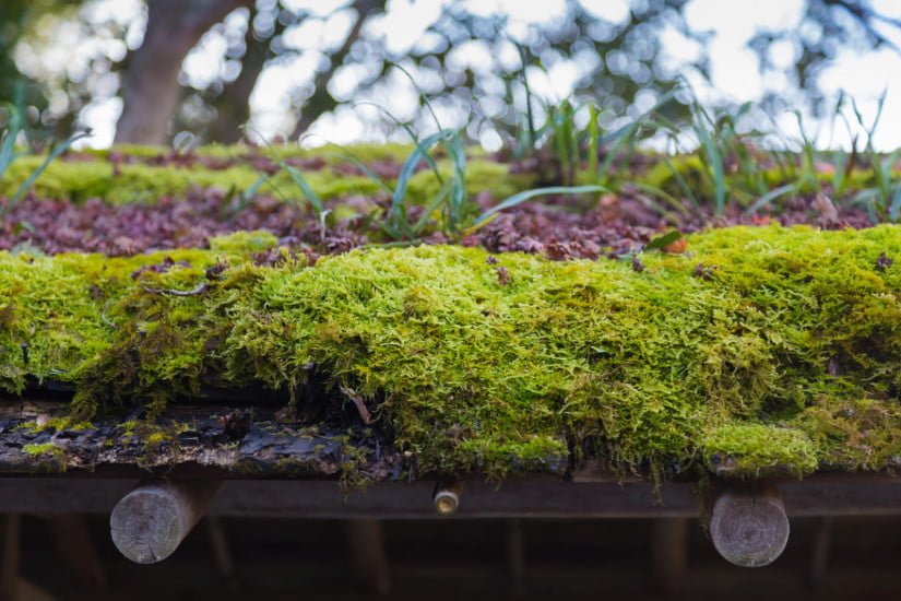 Eco-Friendly Roofing: Stems, Leaves, Algae, Clay and Turf