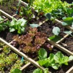 Scientific Justification of the Use of Mixed Plantings