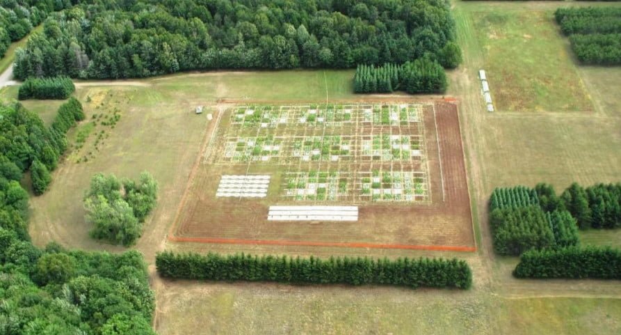 Scientific Justification of the Use of Mixed Plantings