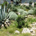 Silver Leafy Herbaceous Plants: Decoration of the Garden From Spring to Autumn