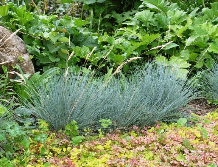 Silver Leafy Herbaceous Plants: Decoration of the Garden From Spring to Autumn