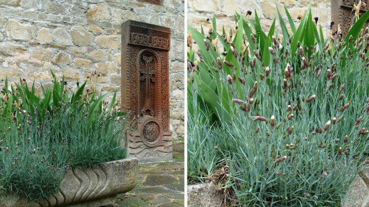 Silver Leafy Herbaceous Plants: Decoration of the Garden From Spring to Autumn