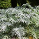 Silver Leafy Herbaceous Plants: Gourmet Flower Beds