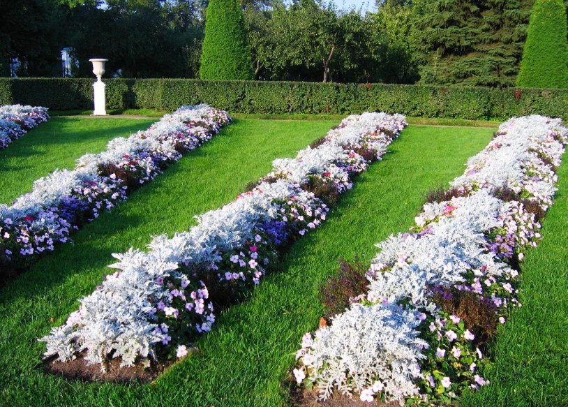 Silver Leafy Herbaceous Plants: Gourmet Flower Beds