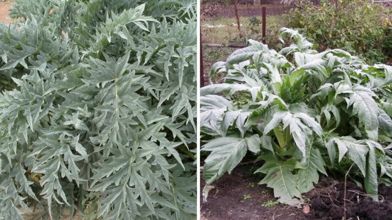 Silver Leafy Herbaceous Plants: Gourmet Flower Beds