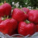 Strawberry Garden: Recommendations for Cultivation and Selection of Varieties