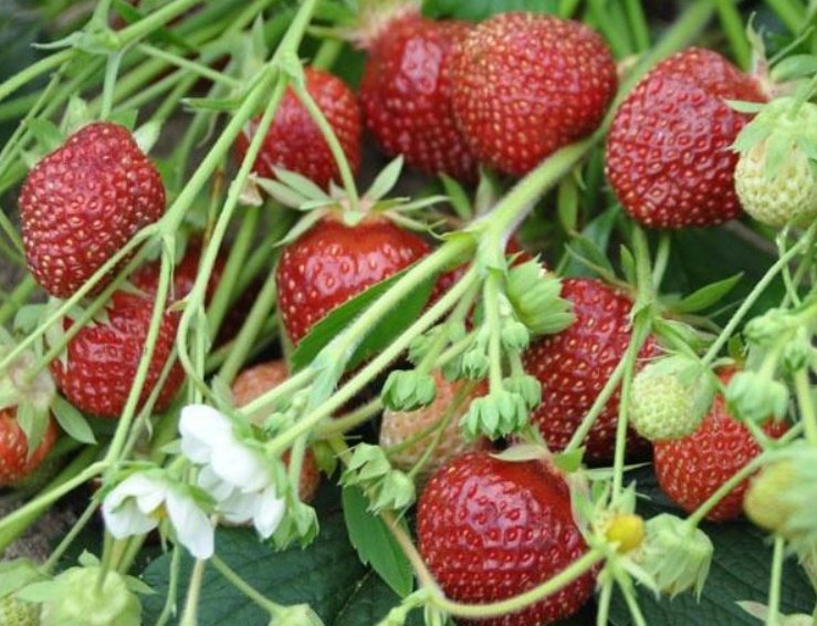 Strawberry Garden: Recommendations for Cultivation and Selection of Varieties