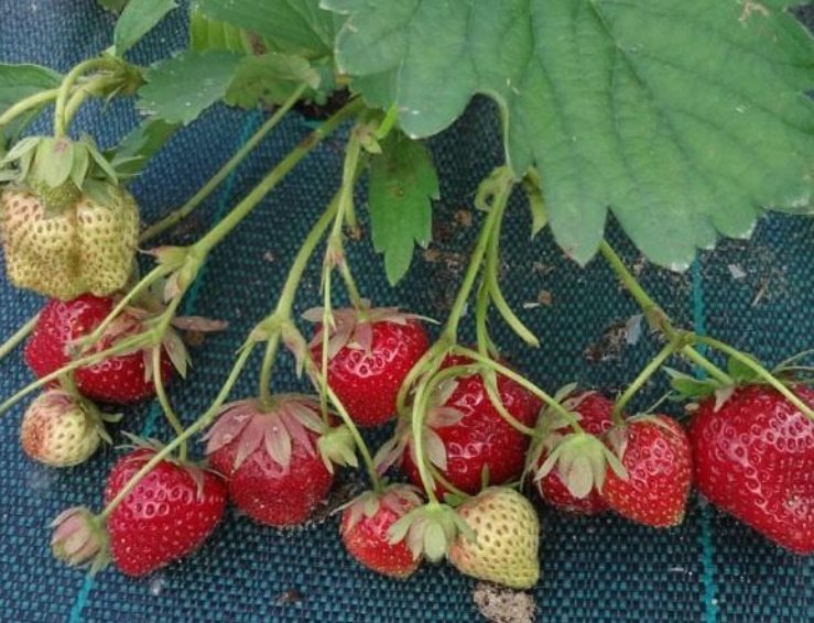 Strawberry Garden: Recommendations for Cultivation and Selection of Varieties