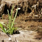 The Enemy of the Summer Resident is Elytrigia. How to Win Against It?