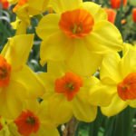 The Most Popular Varieties are Jonquilla, Tazetta, Poeticus, Wild Species, Split-Corona (Collar) Narcissus