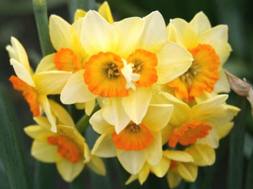 The Most Popular Varieties are Jonquilla, Tazetta, Poeticus, Wild Species, Split-Corona (Collar) Narcissus