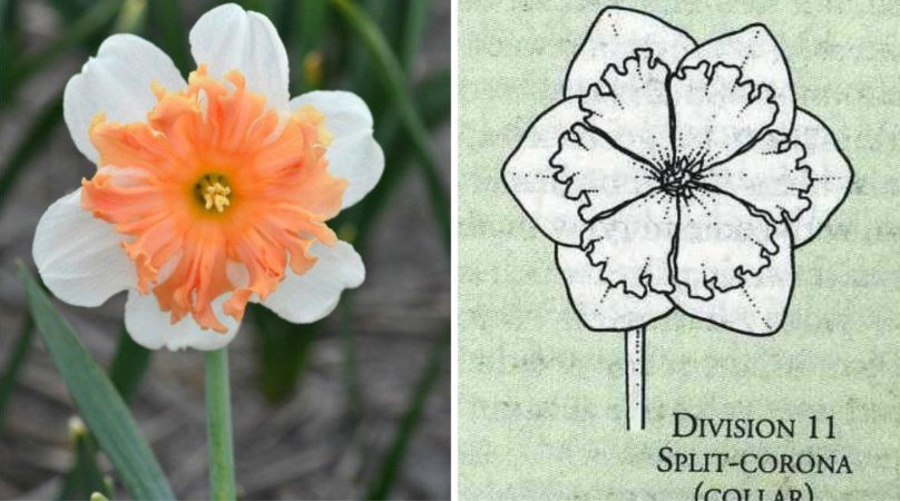 The Most Popular Varieties are Jonquilla, Tazetta, Poeticus, Wild Species, Split-Corona (Collar) Narcissus