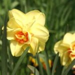 The Most Popular Varieties of Small-Cupped, Double, Triandrus, Cyclamineus Narcissus