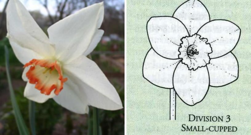The Most Popular Varieties of Small-Cupped, Double, Triandrus, Cyclamineus Narcissus