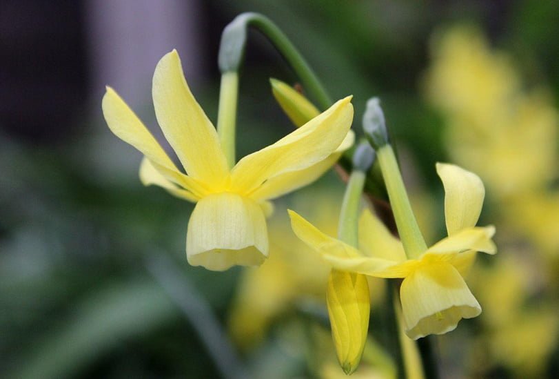 The Most Popular Varieties of Small-Cupped, Double, Triandrus, Cyclamineus Narcissus