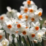 The Most Popular Varieties of Trumpet and Large-cupped Narcissus