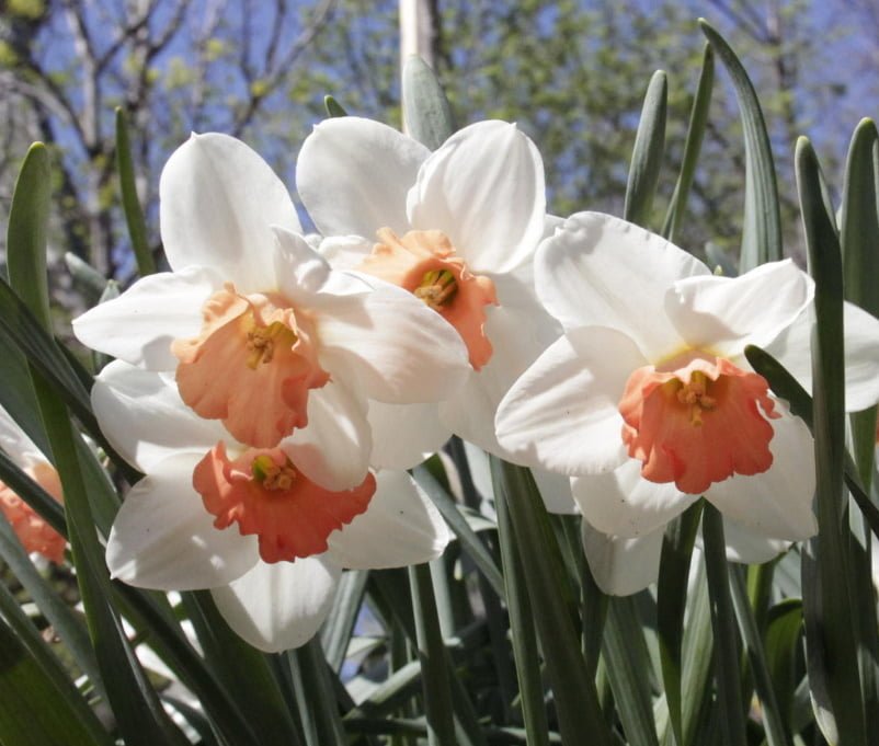 The Most Popular Varieties of Trumpet and Large-cupped Narcissus