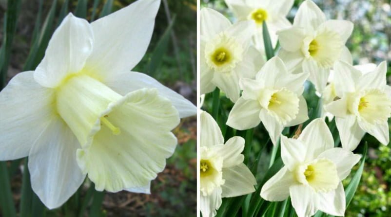 The Most Popular Varieties of Trumpet and Large-cupped Narcissus