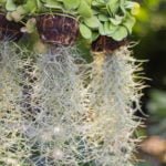Tillandsia Usneoides: Exot, Epiphyte and Just a Stylish Interior Object