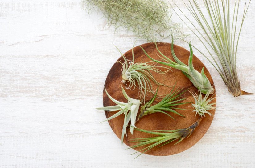 Tillandsia Usneoides: Exot, Epiphyte and Just a Stylish Interior Object