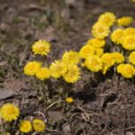Tussilago Farfara: What She is, What She Loves and What She Needs