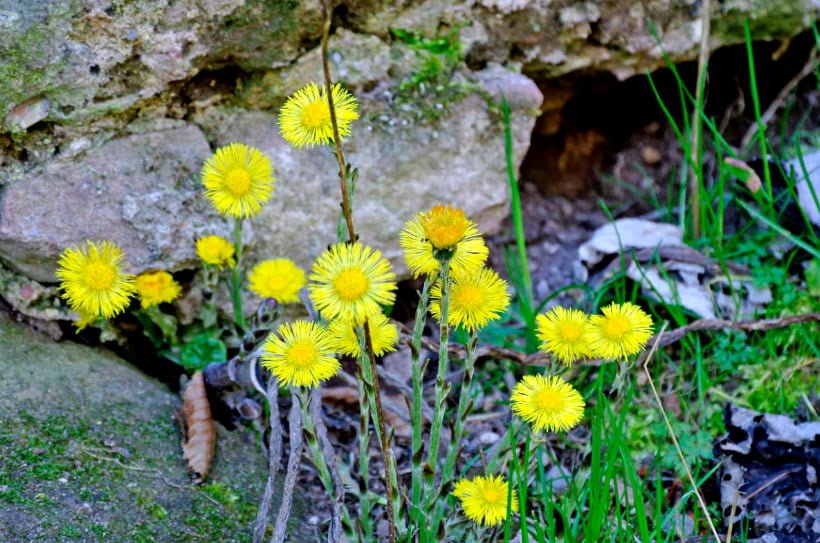 Tussilago Farfara: What She is, What She Loves and What She Needs