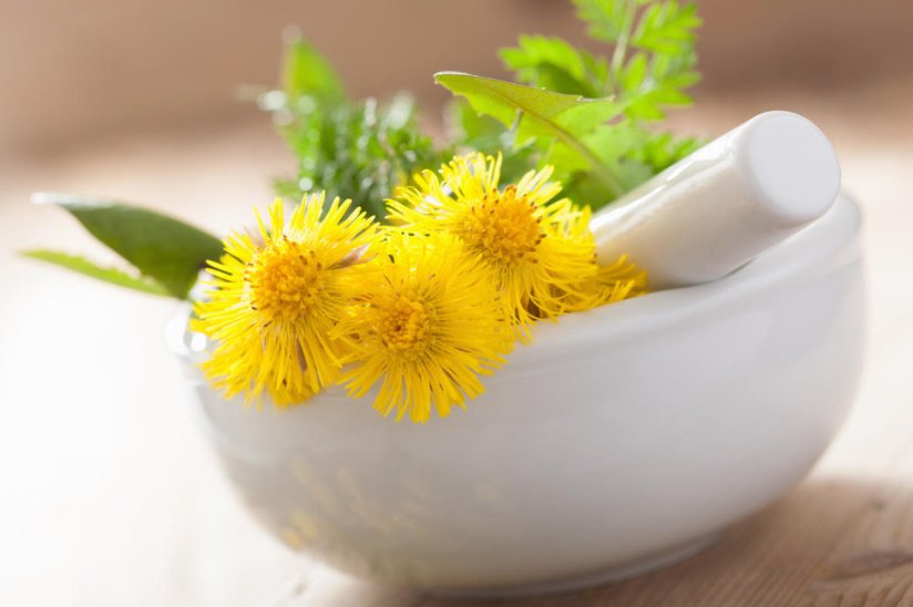 Tussilago Farfara: What She is, What She Loves and What She Needs