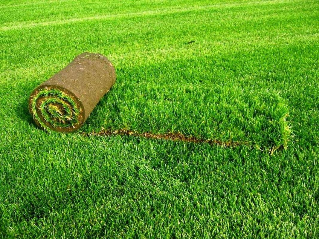Roll Lawn-the Choice is Not Lazy, and Those who Know the Value of Time