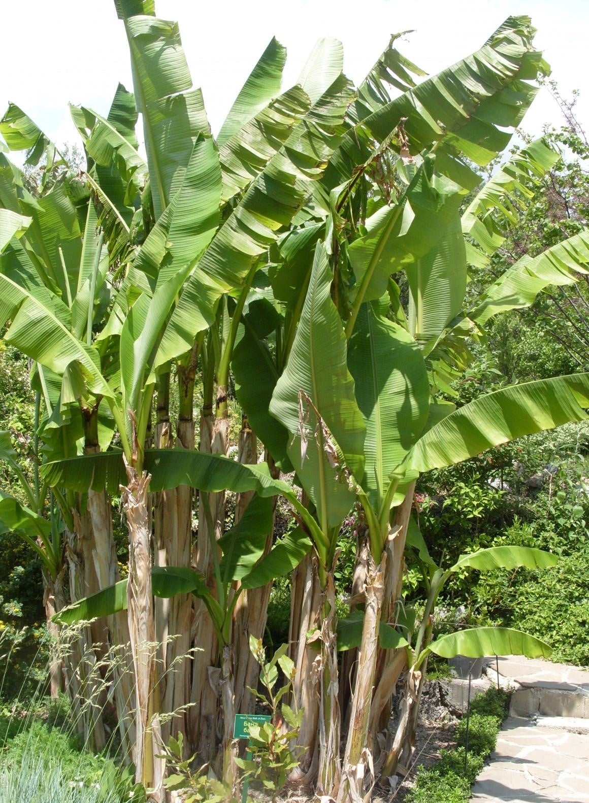 Banana Blossom