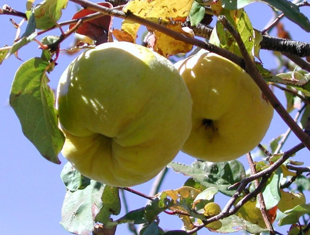 Quince – “Noble Apple”