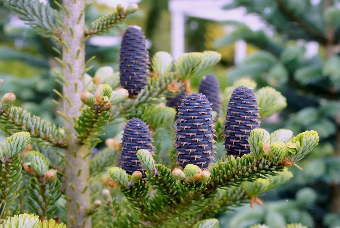 Healing Abies-the Queen of Beauty!