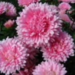 10 Plants Blooming in August. Part 2