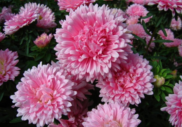 10-plants-blooming-in-august-part-1-best-landscape-ideas