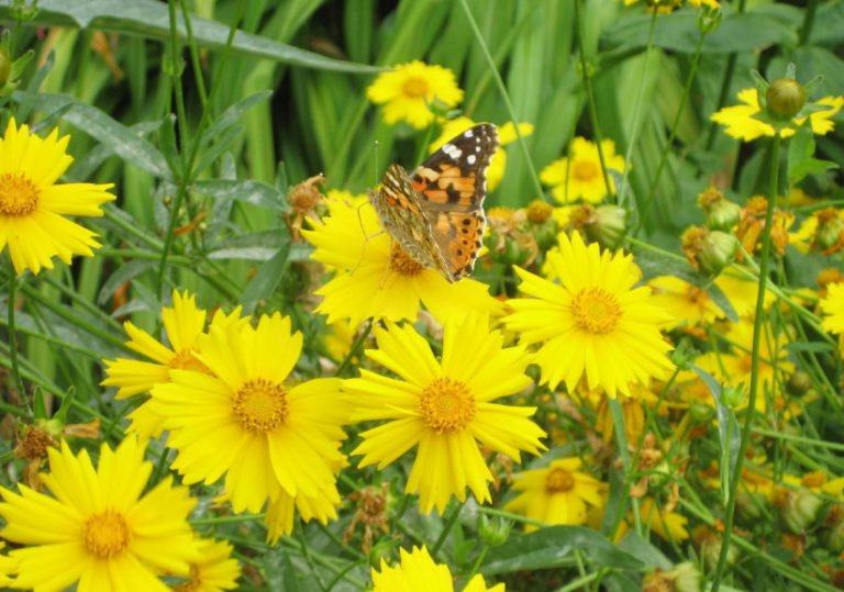 10 Plants Blooming in August. Part 2 Best Landscape Ideas