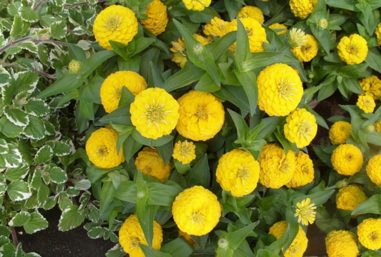 10 Plants Blooming in August. Part 2 Best Landscape Ideas