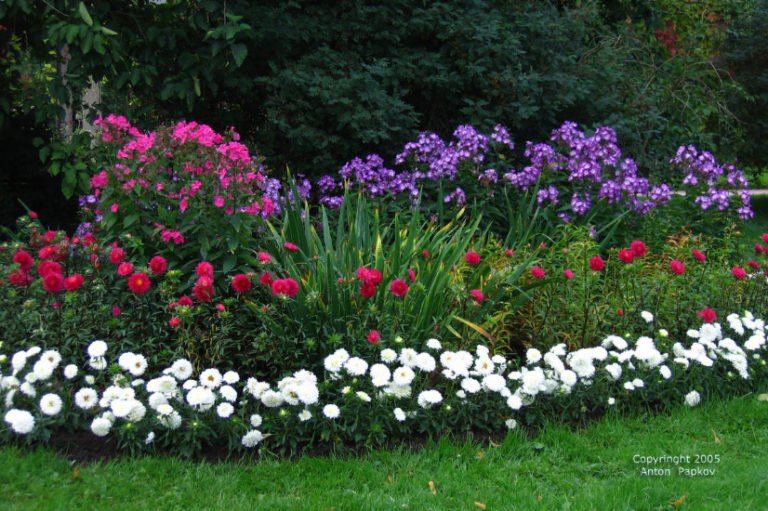 10 Plants Blooming in August. Part 1 Best Landscape Ideas