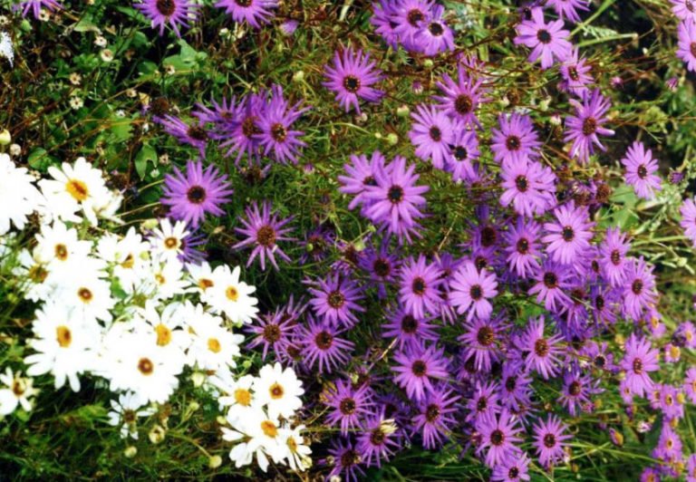 10 Plants Blooming in August. Part 1 Best Landscape Ideas