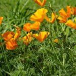 10 Plants for Poor Soil