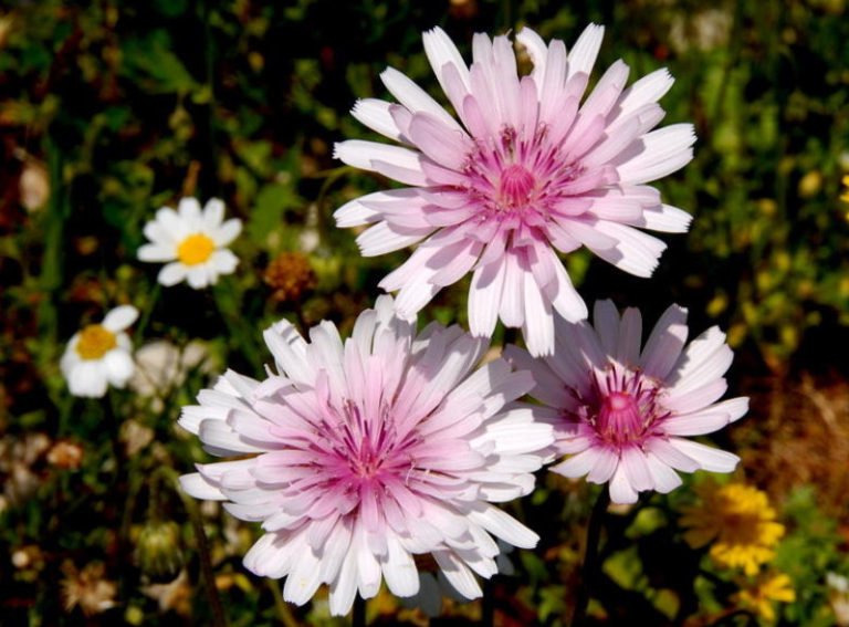 10 Plants for Poor Soil Best Landscape Ideas