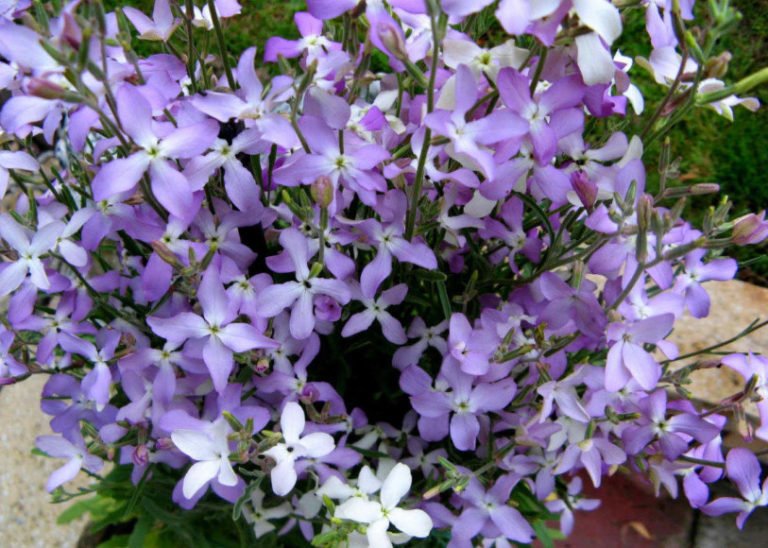 10 Plants for Poor Soil Best Landscape Ideas