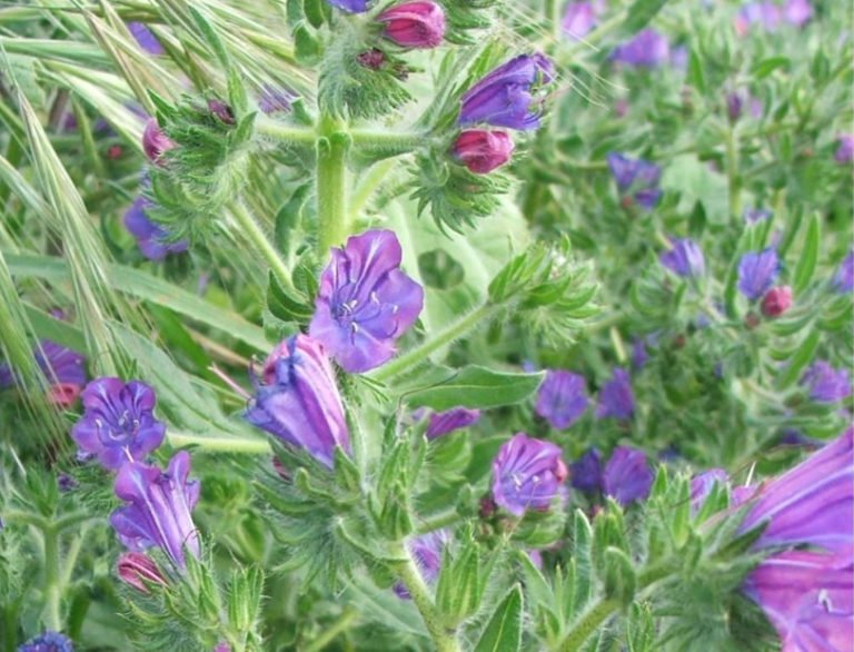 10 Plants for Poor Soil Best Landscape Ideas